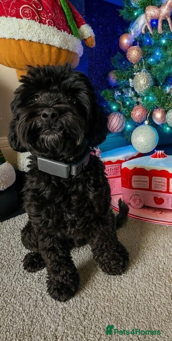 Cockapoo dogs 🌟 PROVEN STUD 🌟  - Advert 6