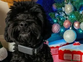 Cockapoo dogs 🌟 PROVEN STUD 🌟 - Advert 10