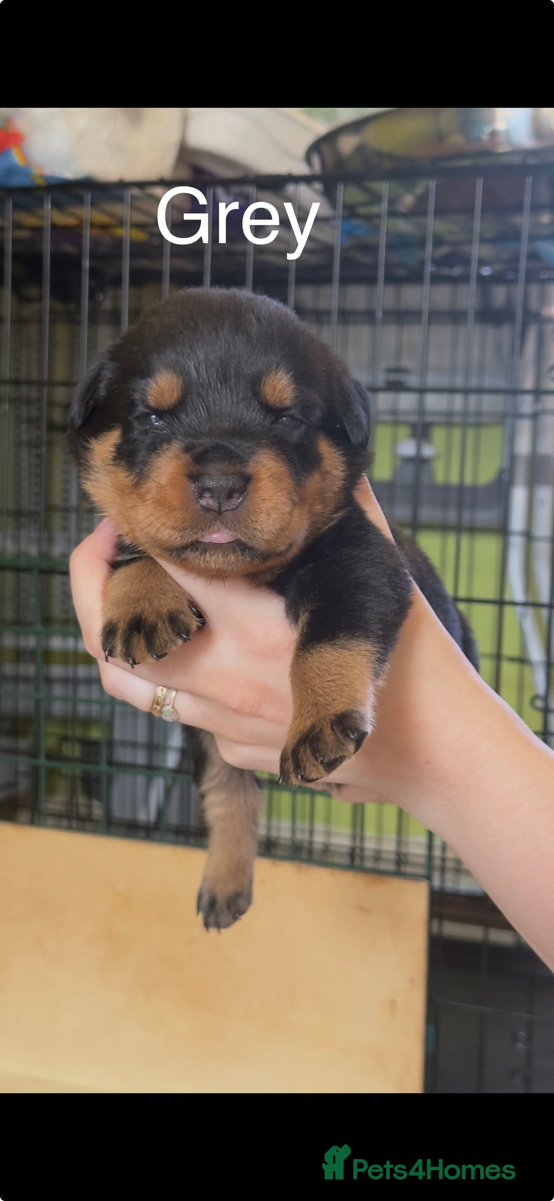 Rottweiler dogs for sale: CHUNKY PUREBREAD ROTTWEILERS  - Advert 22