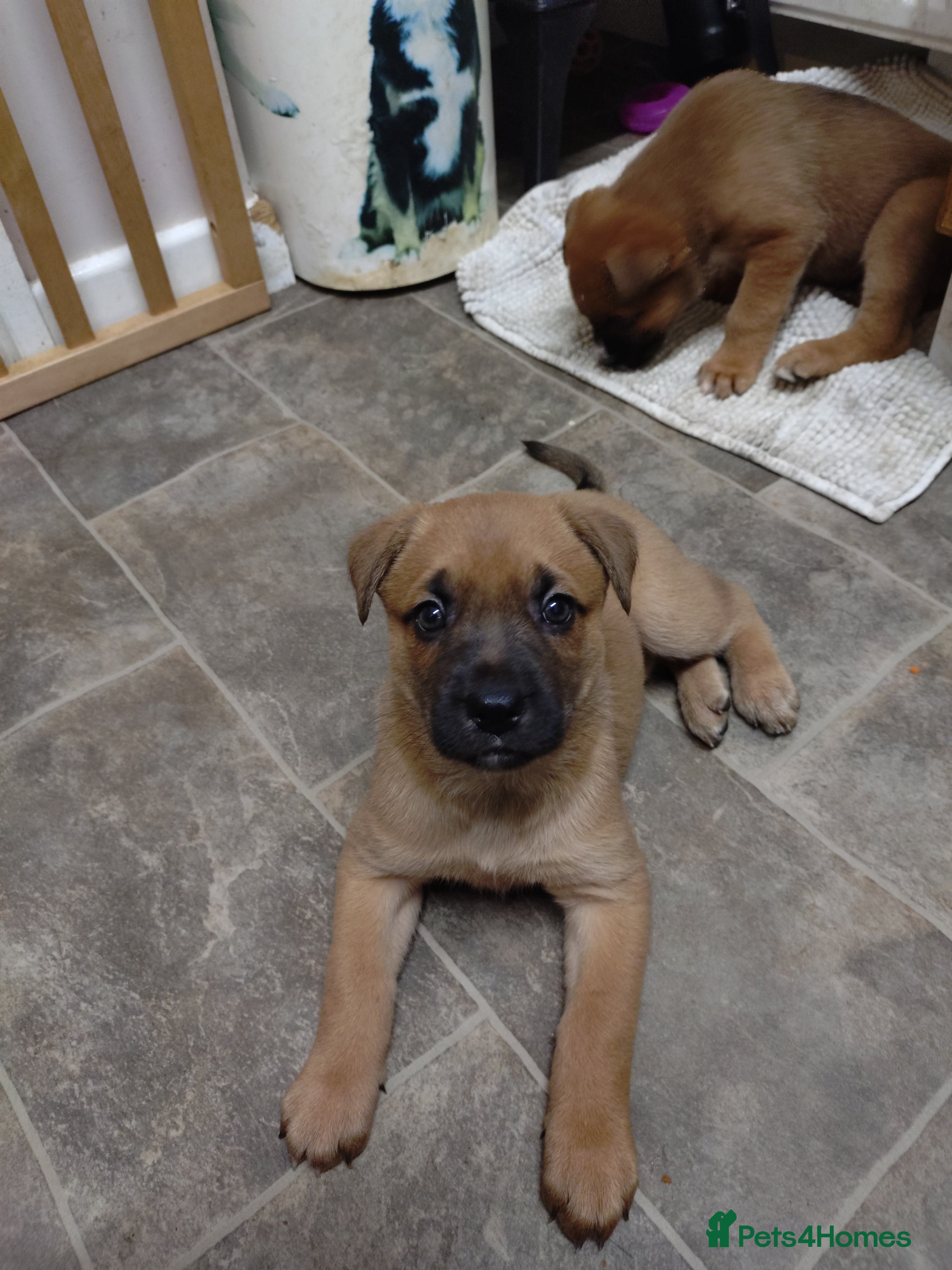 Mixed Breed dogs Huntaway X German shepherd X  - Advert 2