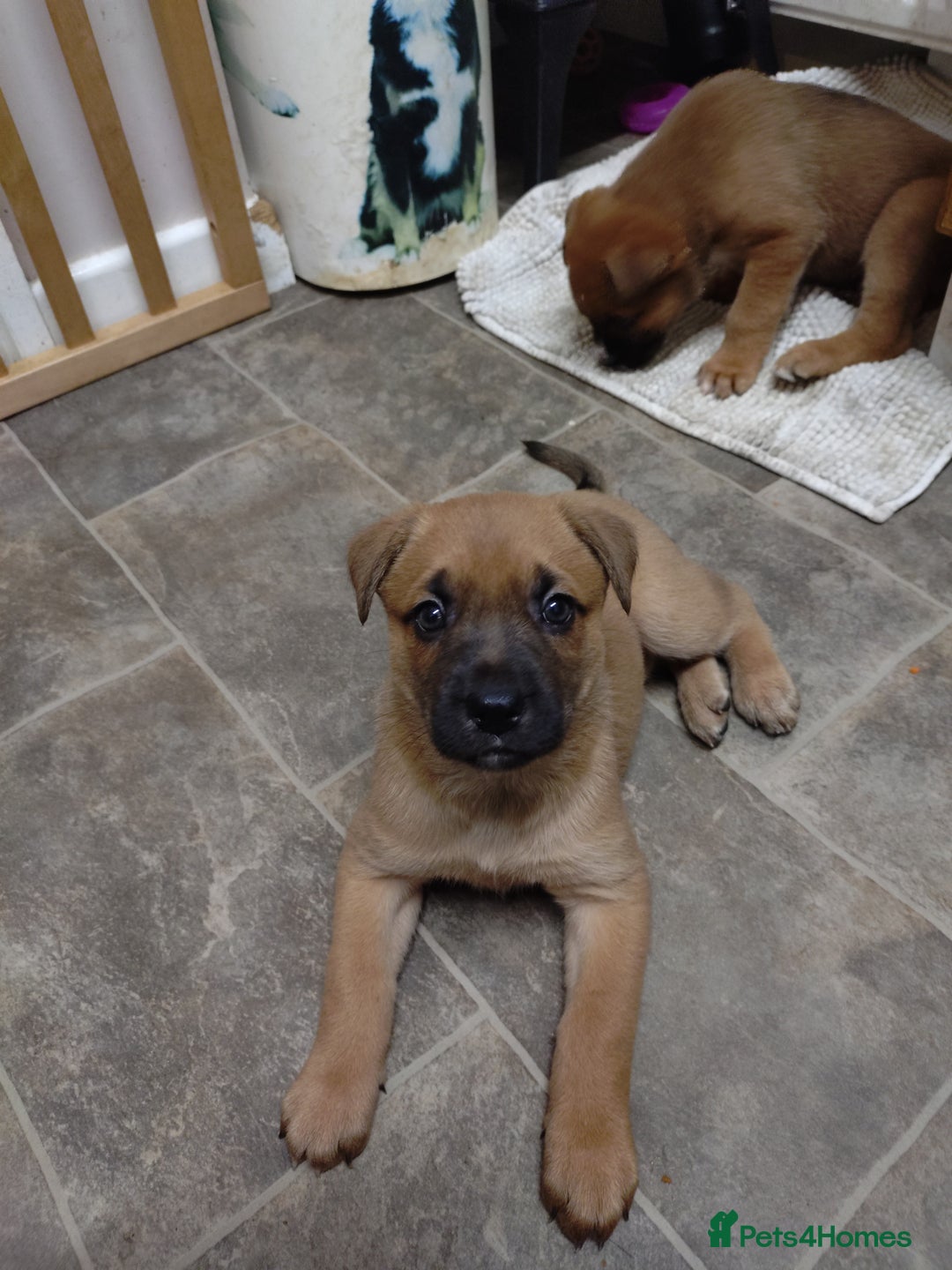 Mixed Breed dogs for sale: Huntaway X German shepherd X  - Advert 1