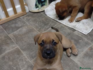 Mixed Breed dogs Huntaway X German shepherd X - Advert 4