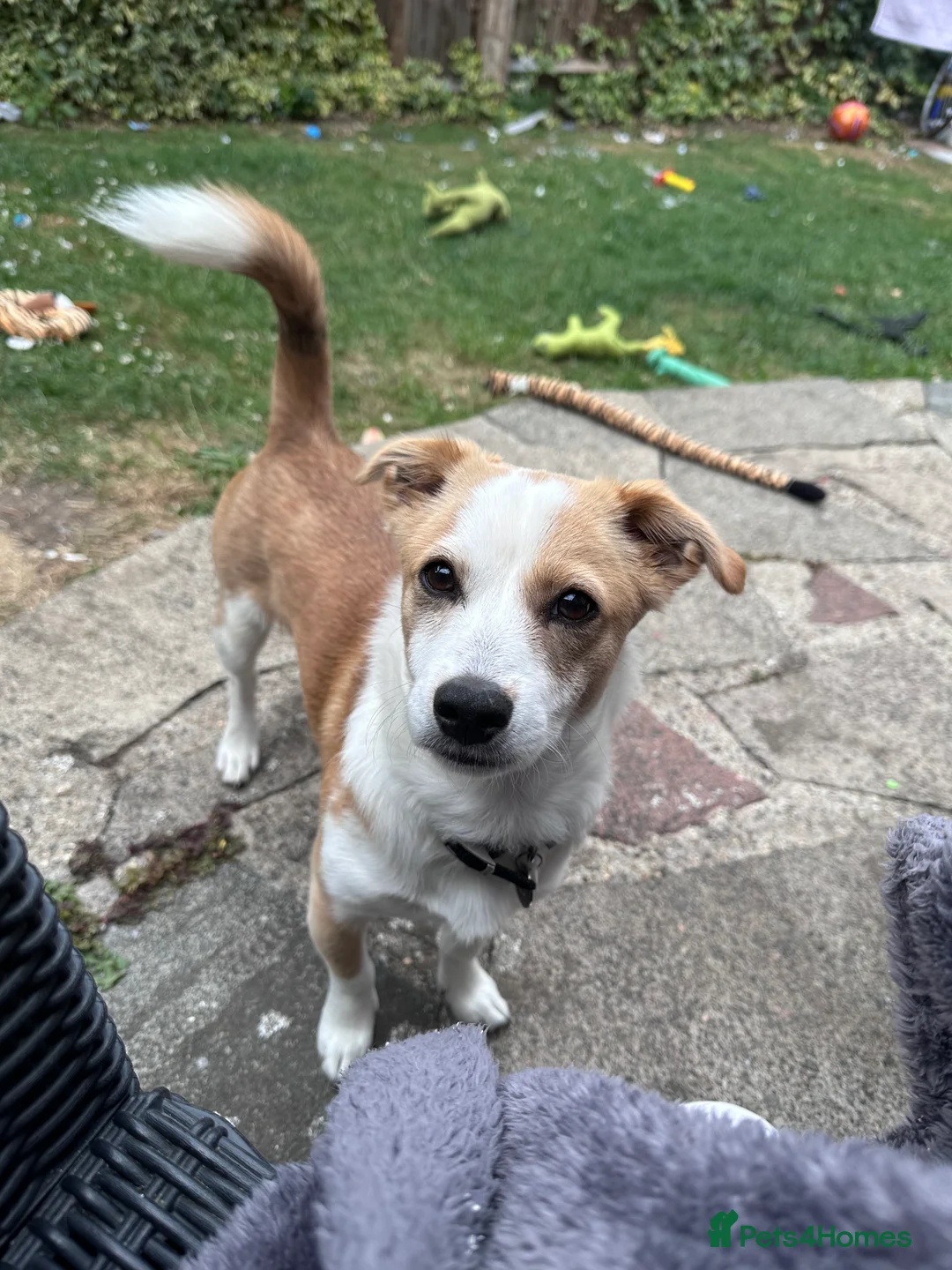 Mixed Breed dogs for sale: Dog for rehoming - Advert 13