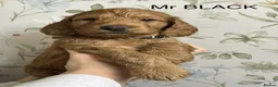 Cockapoo dogs for sale: Beautiful Cockapoo Puppies — 3 Boys, 2 Girls. in Winchester - Advert 5