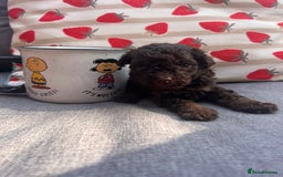 Toy Poodle dogs for sale: Tiny toy poodle puppies  - Image 4