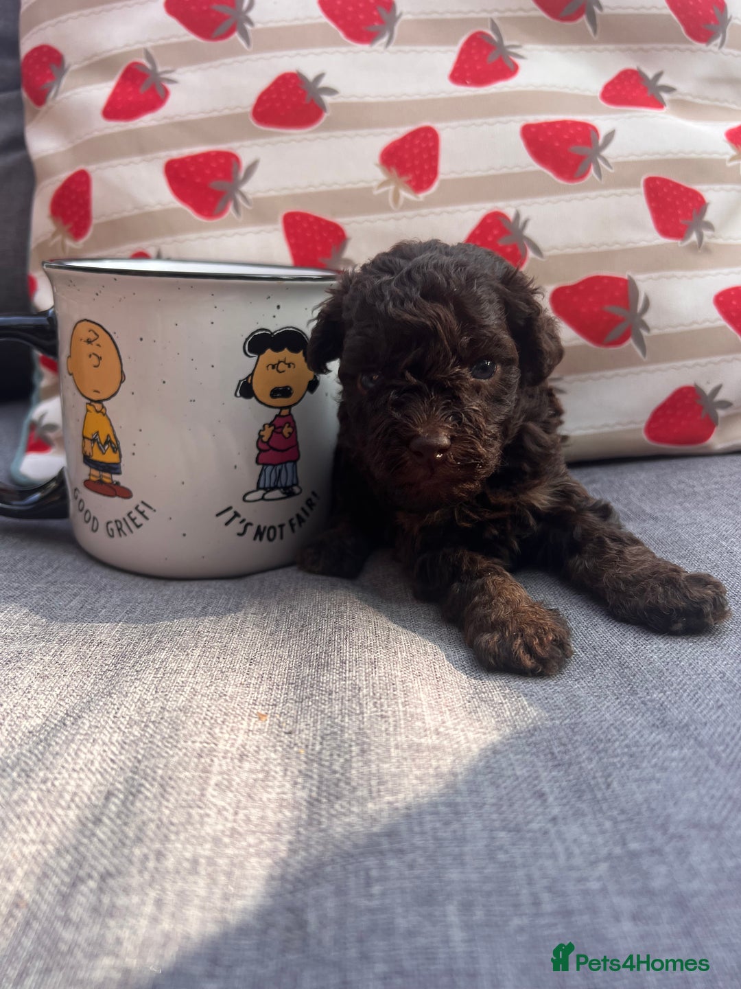 Toy Poodle dogs for sale: Tiny toy poodle puppies  - Image 4