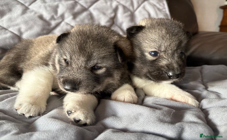 Siberian Husky dogs - Advert 1