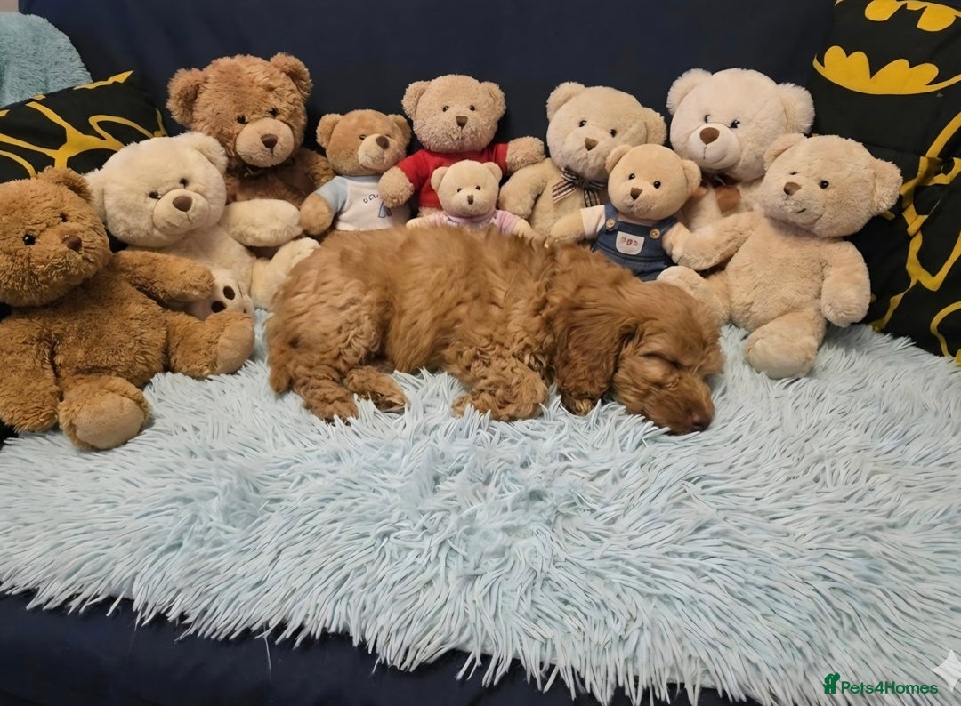 Cockapoo dogs for sale: Cockapoo puppies - Advert 5