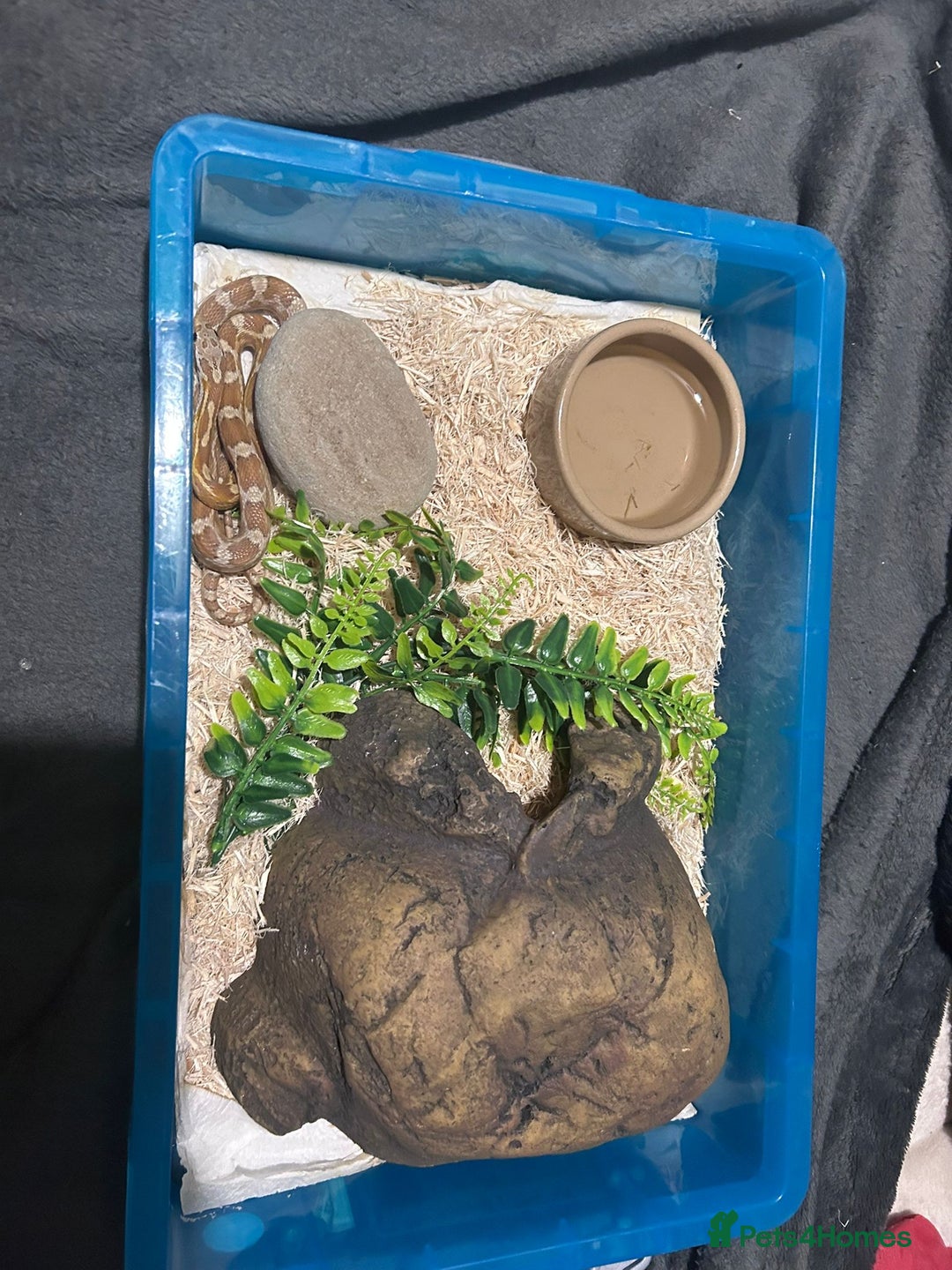 Corn Snake reptiles for sale: Caramel difused cornsnake - Image 5