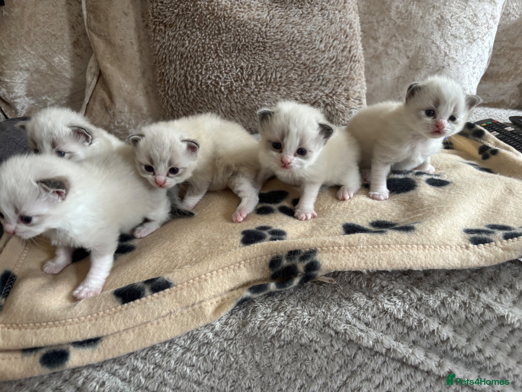 Ragdoll cats 5 Ragdoll/Bicolor Ragdoll kittens  - Advert 4