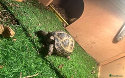 Tortoise reptiles for sale: Horsefield Tortoise  - Image 2