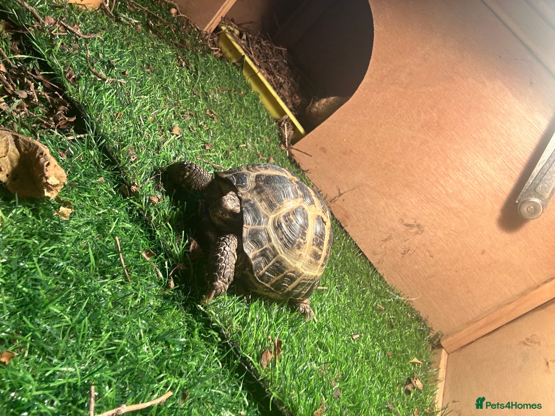 Tortoise reptiles for sale: Horsefield Tortoise  - Image 2