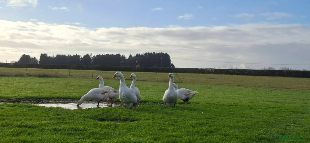 Geese poultry for sale: Large-strain Embden Geese-varying ages 2025 hatch - Advert 6