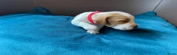 Cocker Spaniel dogs for sale: Beautiful Cockerspaniel Puppies For Sale - Advert 16