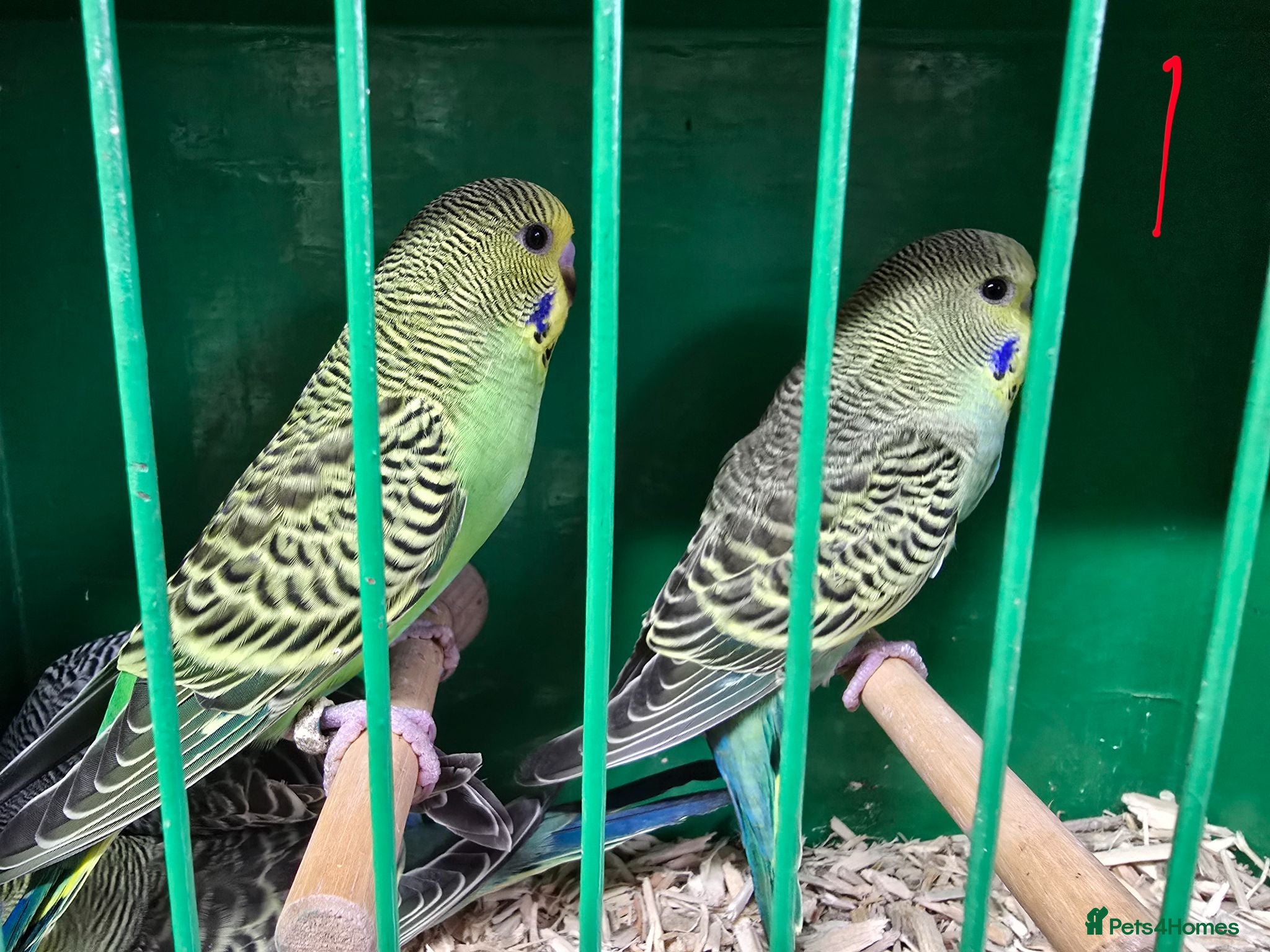 Budgerigars birds Baby budgies - Advert 15
