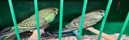 Budgerigars birds for sale: Baby budgies in Glasgow - Advert 1