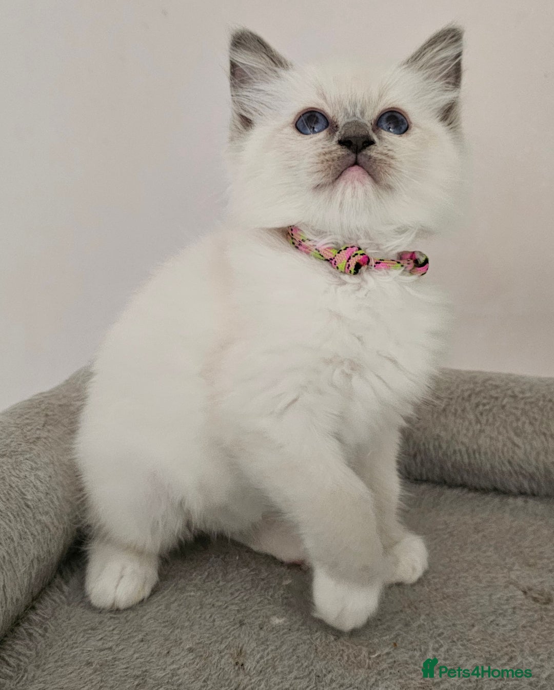 Ragdoll cats for sale: STUNNING GCCF CHAMPION SIRED KITTENS  - Image 6