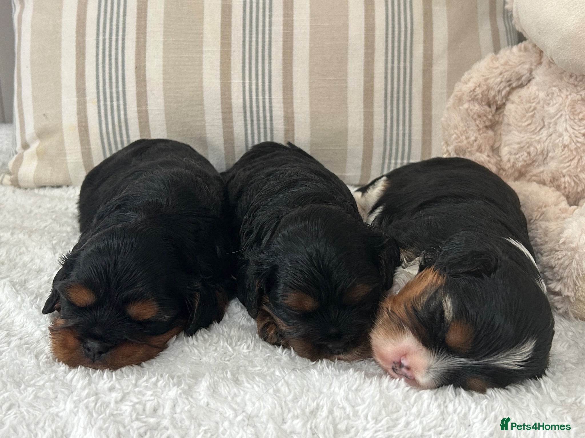 Cavalier King Charles Spaniel dogs Kc Reg’d, health tested female Cavalier pups - Advert 1