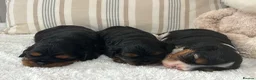 Cavalier King Charles Spaniel dogs for sale: Kc Reg’d, health tested female Cavalier pups - Advert 1