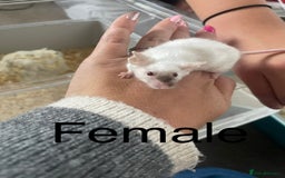 Mouse rodents for sale: Beautiful fancy mice ready now - Image 4