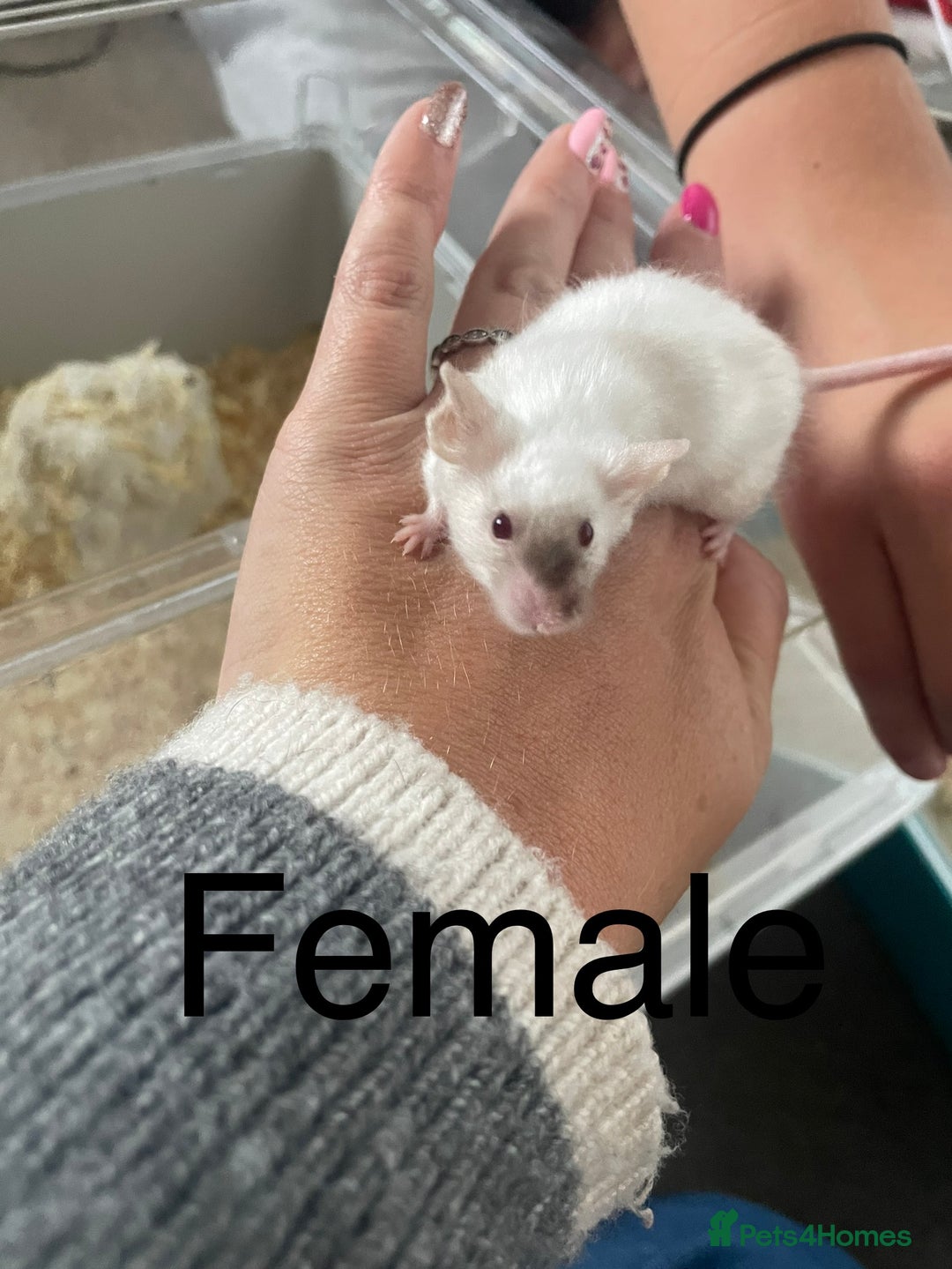 Mouse rodents for sale: Beautiful fancy mice ready now - Image 4