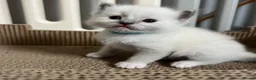 Ragdoll cats for sale: Purebred Ragdolls Kittens in Bournemouth - Advert 23