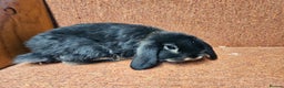 Mini Lop rabbits for sale: Pure mini lop Doe Kit show lines . Vaccinated  - Advert 1