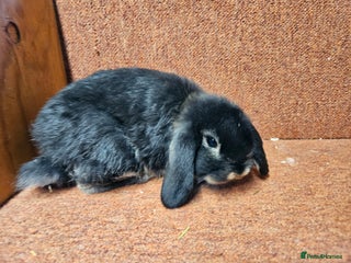 Mini Lop rabbits Pure mini lop Doe Kit show lines . Vaccinated - Advert 10