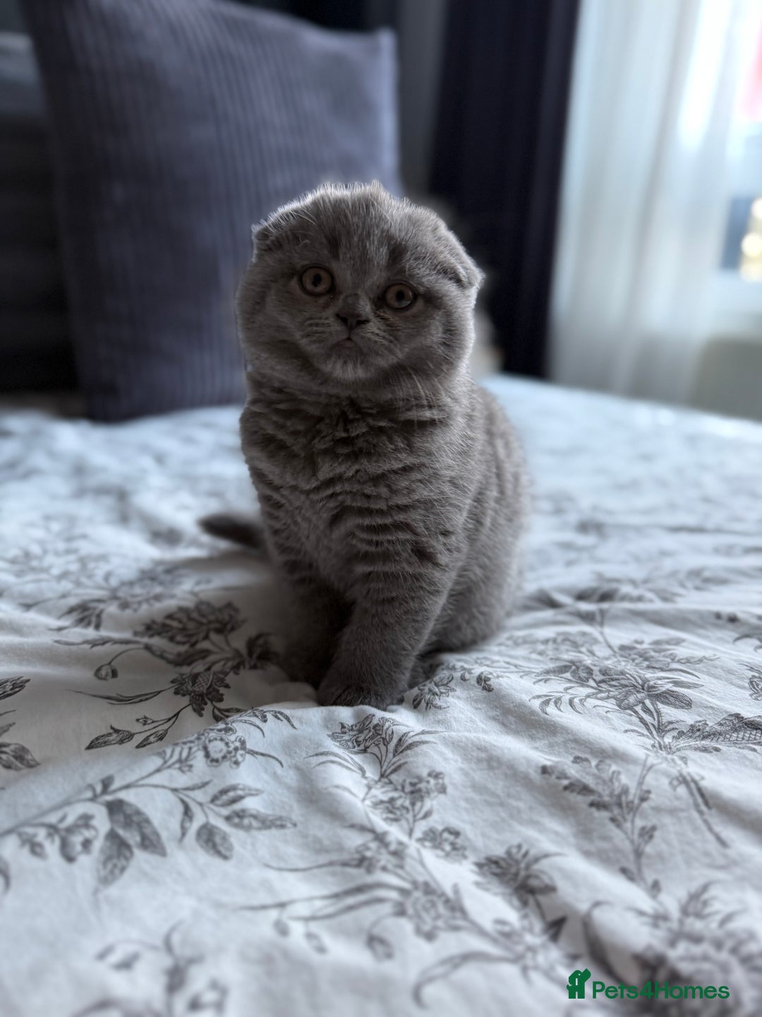 Scottish Fold cats for sale: 5 gorgeous kittens for sale - Advert 11