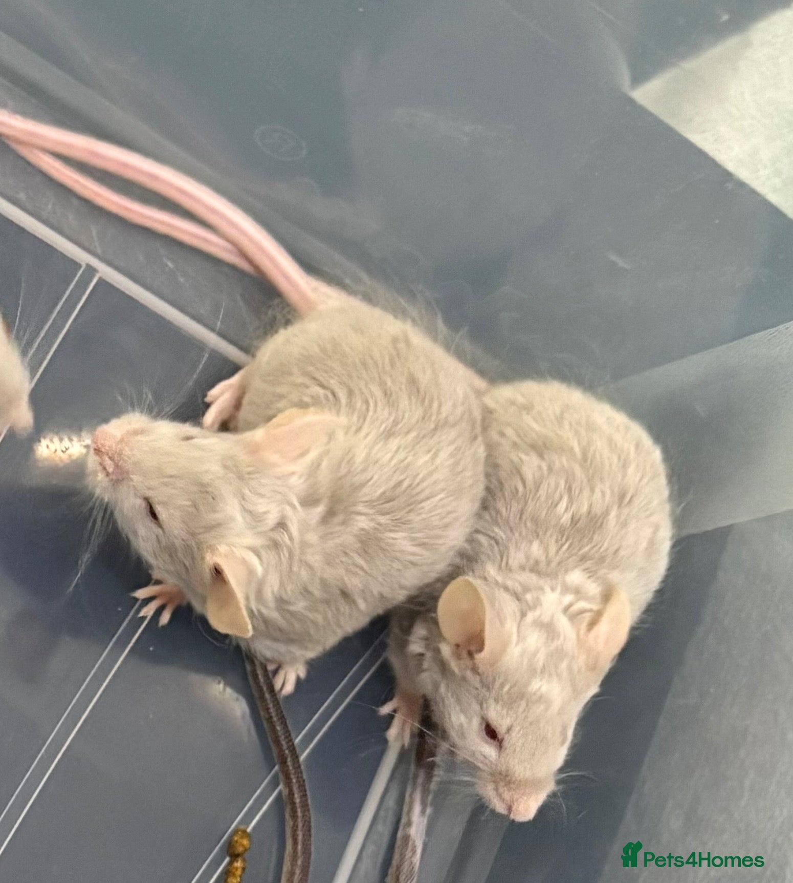 Mouse rodents 3 baby female fancy mice for sale with full set up - Advert 10