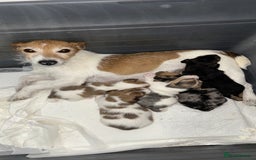 Jack Russell dogs for sale: Beautiful Jack russell puppies for sale  - Image 2