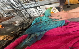 Macaws birds for sale: Hand reared blue & gold Macaw Chick - Image 26