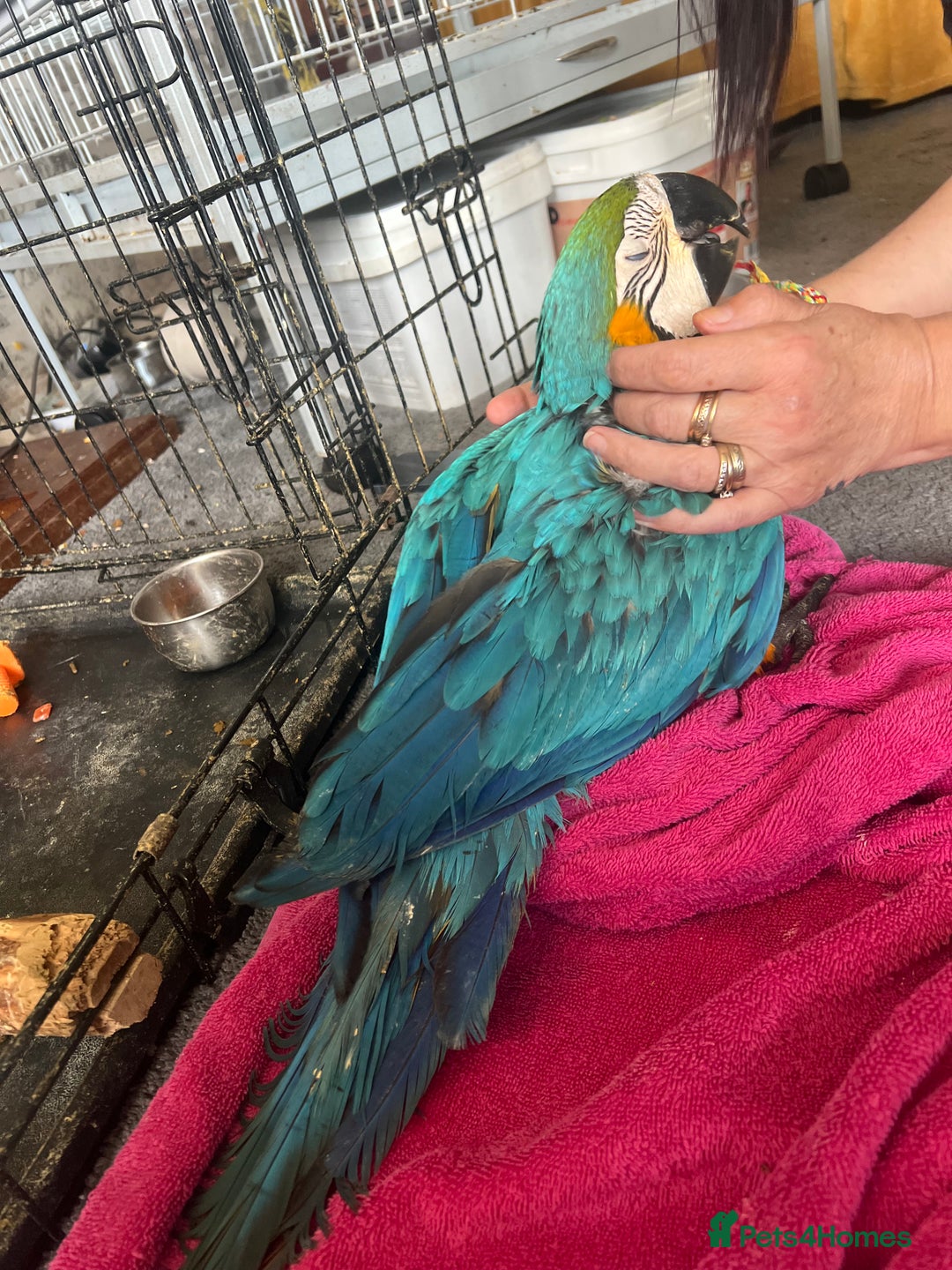 Macaws birds for sale: Hand reared blue & gold Macaw Chick - Image 26
