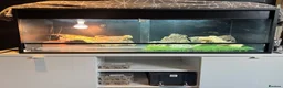 Bearded Dragon reptiles for sale: Ziggy 5yr old male bearded dragon in Baldock - Advert 8