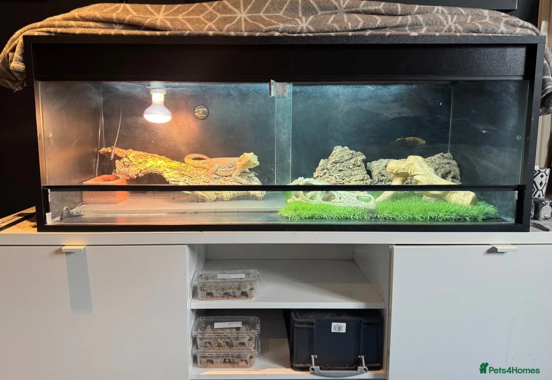 Bearded Dragon reptiles for sale: Ziggy 5yr old male bearded dragon in Baldock - Advert 8