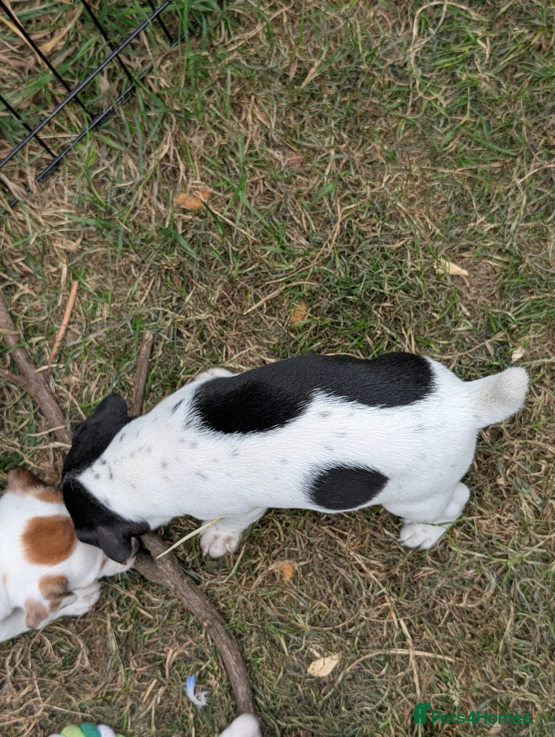 Jack Russell dogs for sale: Jack Russell puppys - Image 6