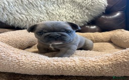 French Bulldog dogs for sale: French bulldog pups  - Advert 1