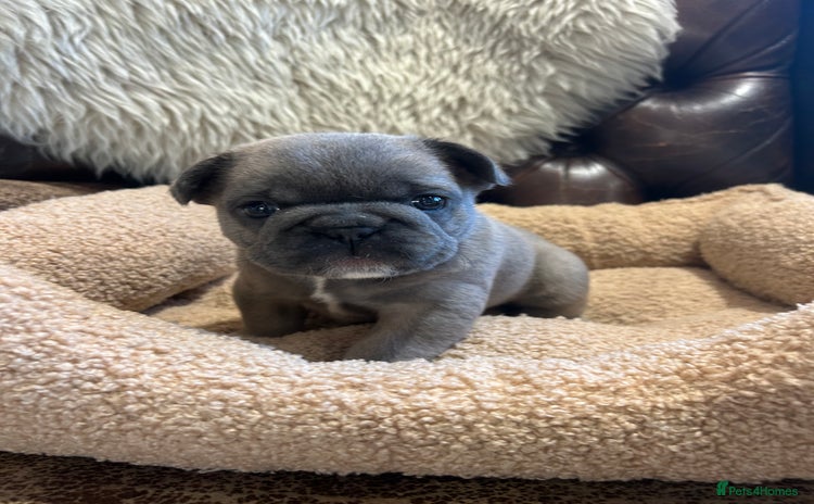 French Bulldog dogs French bulldog pups  - Advert 3