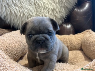 French Bulldog dogs French bulldog pups - Advert 1