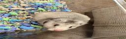Hamster rodents for sale: Syrian hamster and cage  - Advert 2