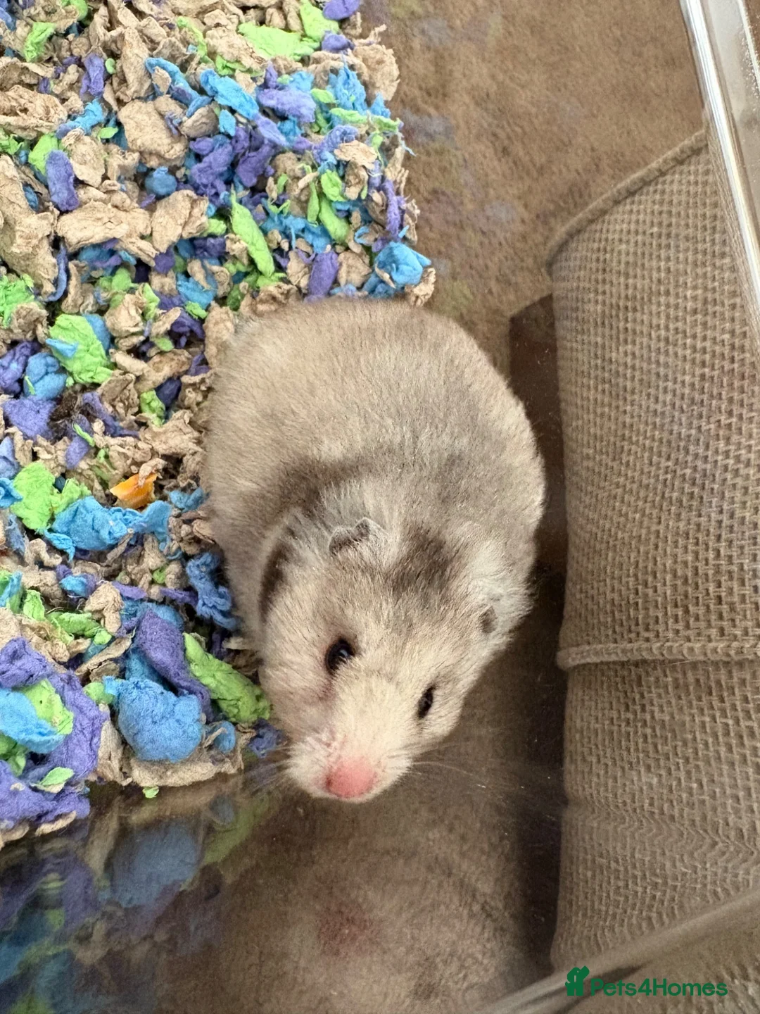 Hamster rodents for sale: Syrian hamster and cage  - Advert 2