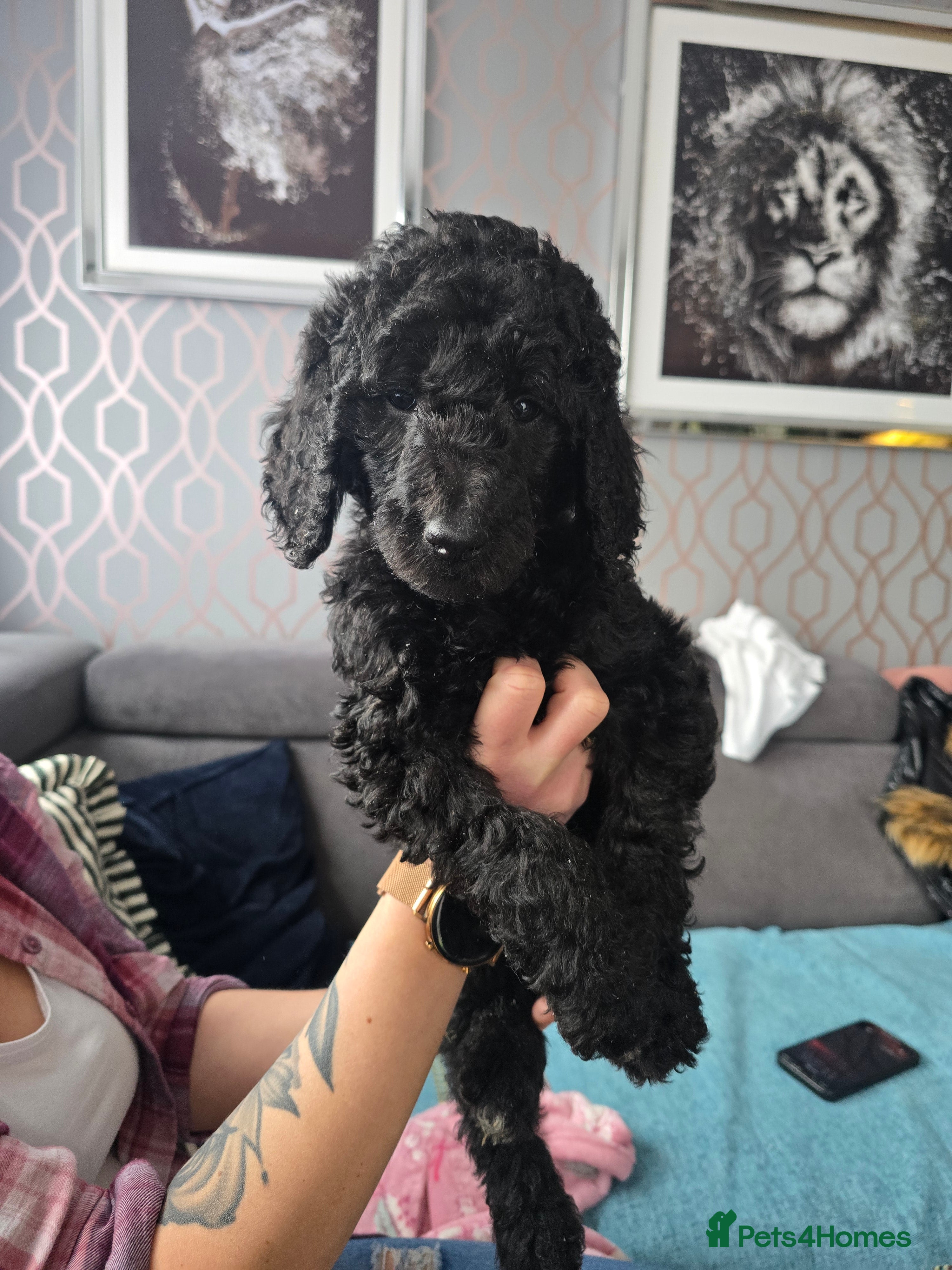 Standard Poodle dogs Ready Now ! KC Standard Poodles! 2 boys 1 girl !  - Advert 5