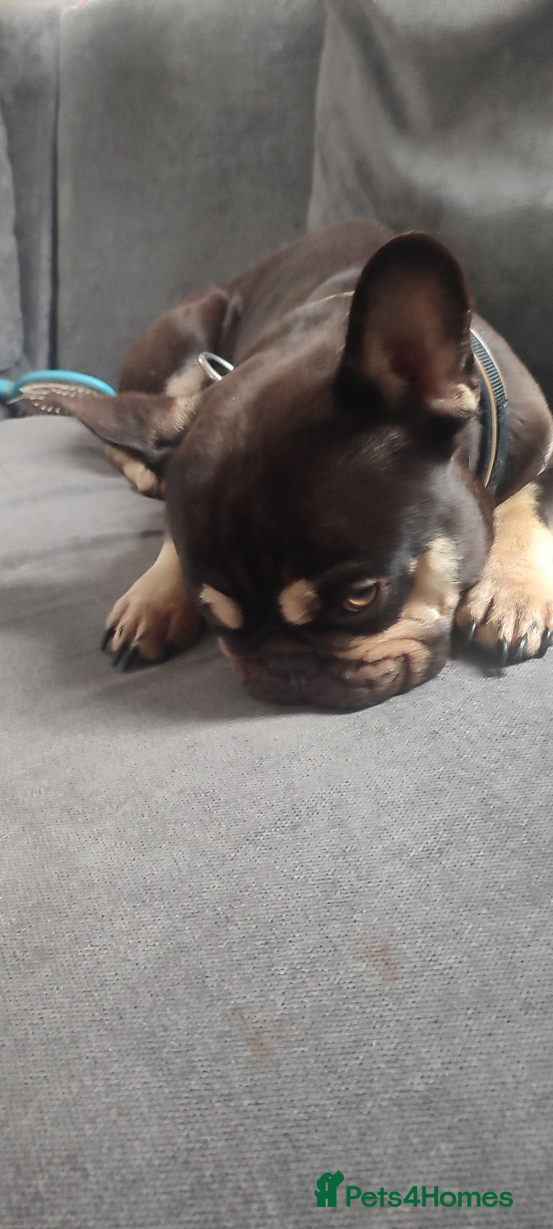 French Bulldog dogs for stud: KC French Bulldog - Advert 2