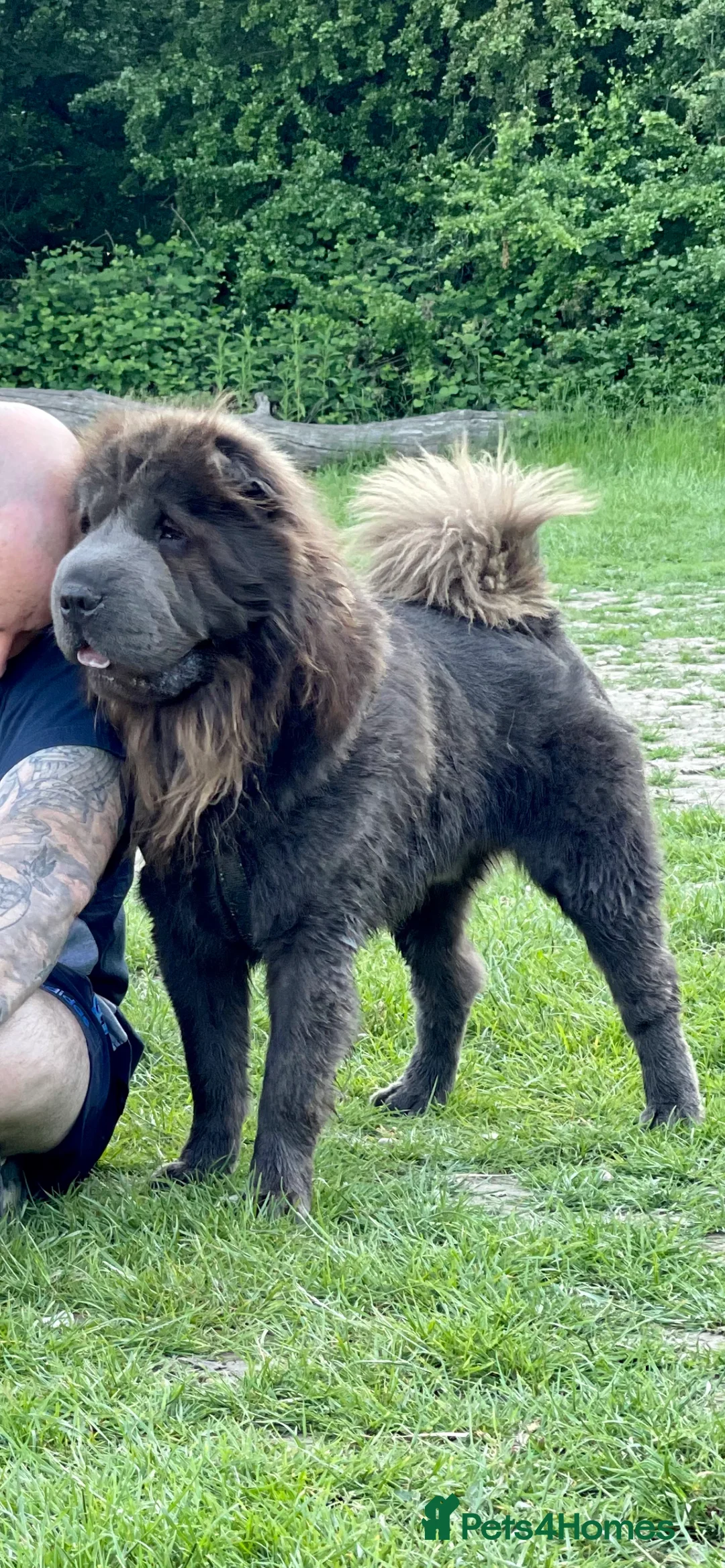 Shar Pei dogs for stud: BEST 🏆 Blue bear & chocolate & tan bear 🐻 in Hornchurch - Advert 10