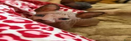Sphynx cats for sale: 💙🩷 gorgeous sphynx baby’s 🩷💙 1 girl back up  - Advert 32