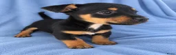 Jack Russell dogs for sale: Jack russles  in Wimborne - Advert 3