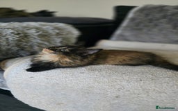 LaPerm cats for sale: 8 Laperm mix kittens, curly & long-haired - Advert 18