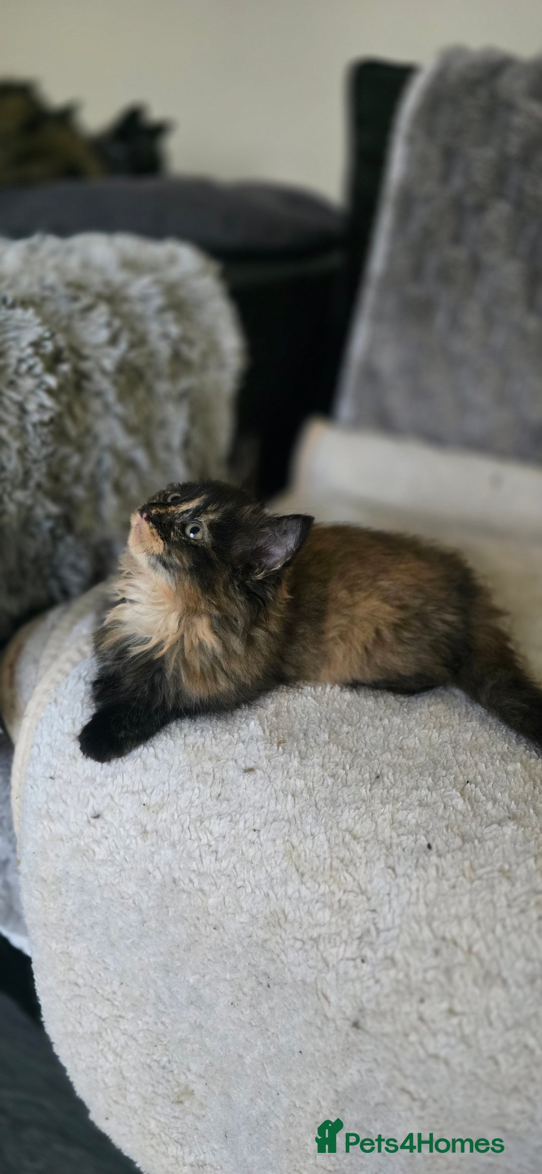 LaPerm cats for sale: 8 Laperm mix kittens, curly & long-haired - Advert 18