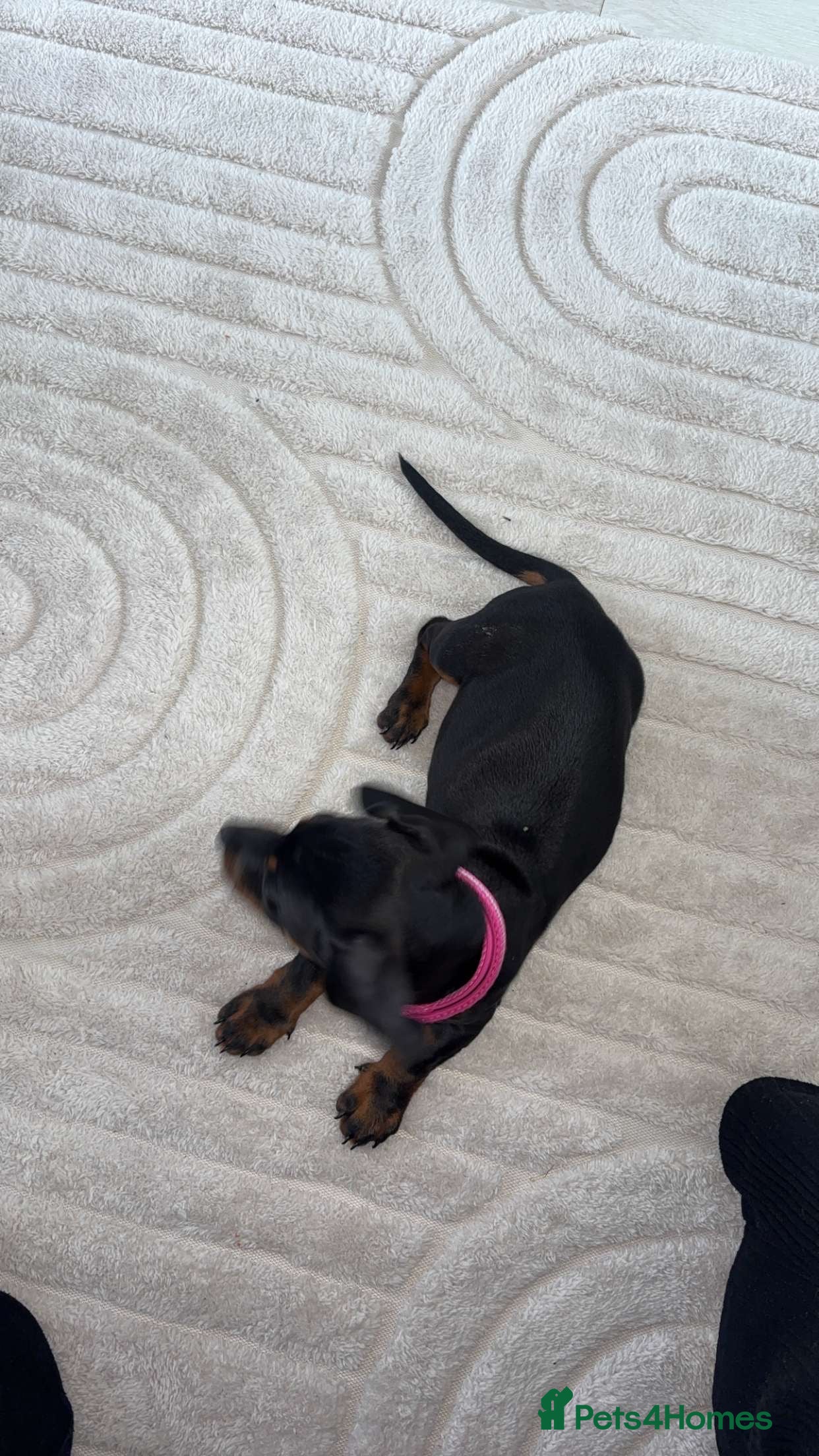 Miniature Dachshund dogs Miniature dachshund  - Advert 2