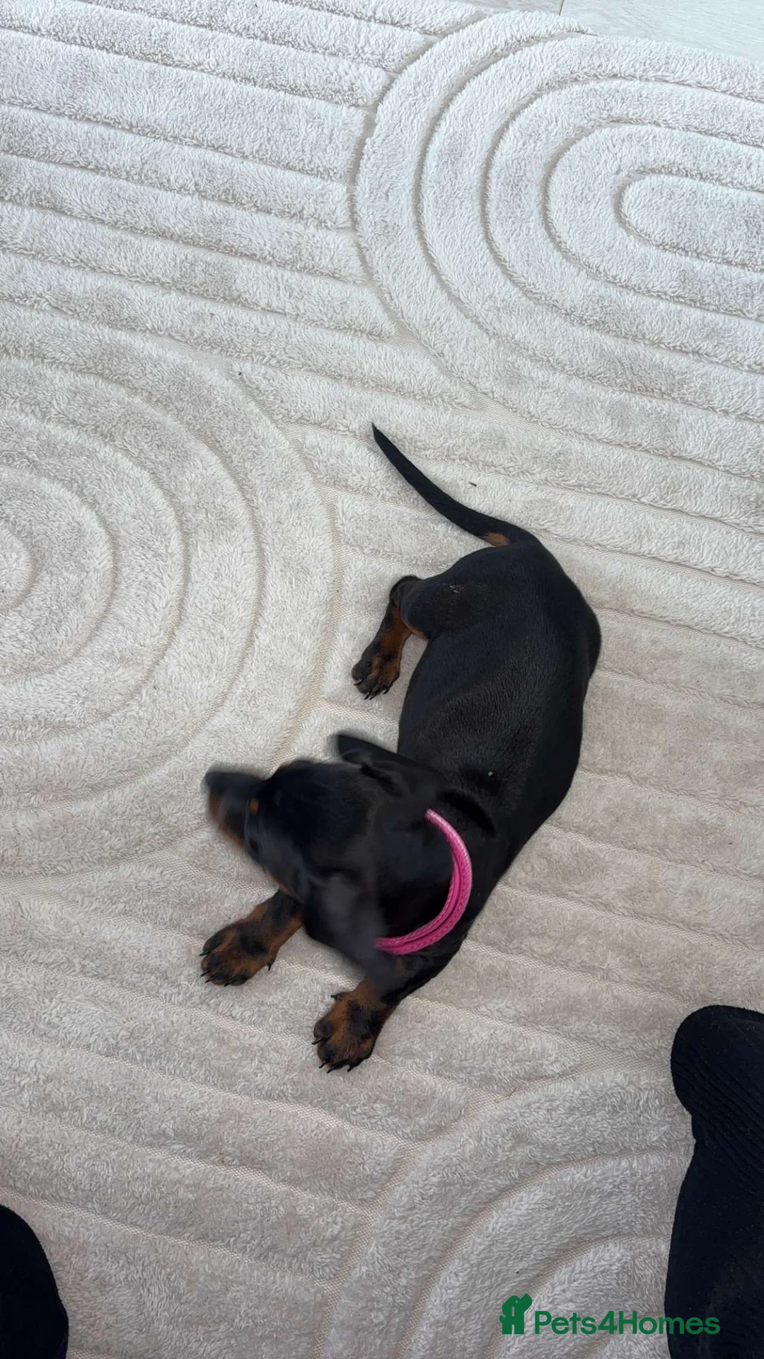 Miniature Dachshund dogs for sale: Miniature dachshund  - Advert 1